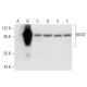 BICD2 Antibody (E-12) - Western Blotting - Image 297016