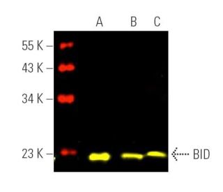 BID Antibody (B-3) - Western Blotting - Image 391479