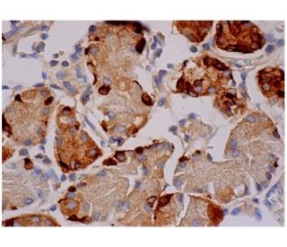 BIG1 Antibody (A-11) - Immunohistochemistry - Image 284764 