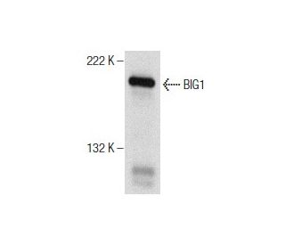 BIG1 Antibody (G-3) - Western Blotting - Image 159308 
