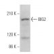 BIG2 Antibody (H-6) - Western Blotting - Image 375908