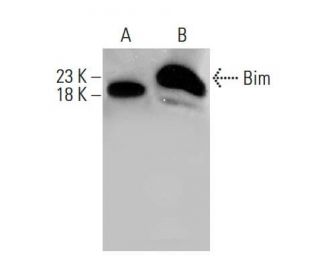 Bim Antibody (H-5) - Western Blotting - Image 386093 