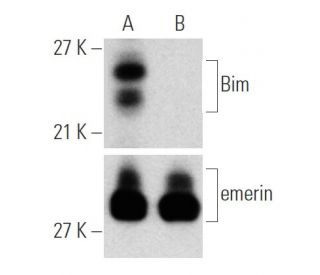 Bim siRNA (h): sc-29802. Western blot analysis of Bim expression in non-transfected control (A) and Bim siRNA transfected 