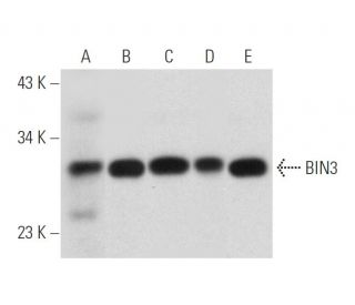 BIN3 Antibody (C-10) - Western Blotting - Image 319991 