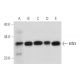 BIN3 Antibody (C-10) - Western Blotting - Image 319991 