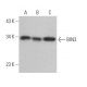 BIN3 Antibody (C-10) - Western Blotting - Image 369004