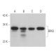 BIN3 Antibody (C-10) - Western Blotting - Image 369016 