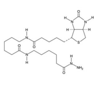 Biotin-XX hydrazide (CAS 211237-33-1) - chemical structure image