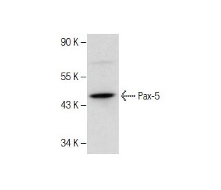 Pax-5 Antibody (E-9) - Western Blotting - Image 281201