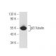 β3 Tubulin Antibody (2G10) - Western Blotting - Image 81167