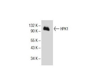HPK1 Antibody (G-8) - Western Blotting - Image 153966 