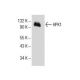 HPK1 Antibody (G-8) - Western Blotting - Image 153966 