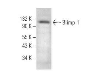 PRDM1/Blimp-1 Antibody (5E7) - Western Blotting - Image 375145
