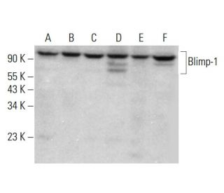 PRDM1/Blimp-1 Antibody (6D3) - Western Blotting - Image 380345 