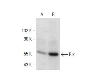 Blk Antibody (G-8) - Western Blotting - Image 299375 