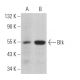 Blk Antibody (G-8) - Western Blotting - Image 364398