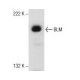 BLM Antibody (F-5) - Western Blotting - Image 157552