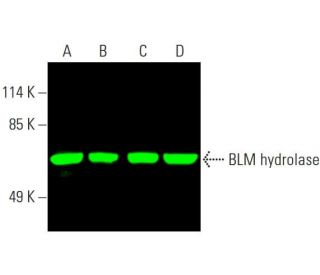 BLM hydrolase Antibody (F-9) - Western Blotting - Image 387663 