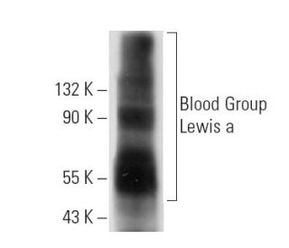 Blood Group Lewis a Antibody (7LE) - Western Blotting - Image 12874 