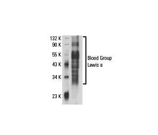 Blood Group Lewis a Antibody (T174) - Western Blotting - Image 18106 