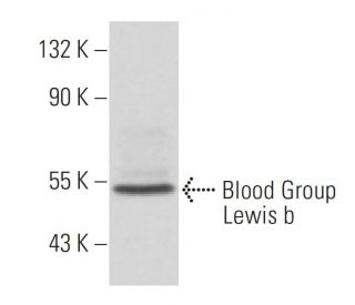Blood Group Lewis b Antibody (T218) - Western Blotting - Image 16368