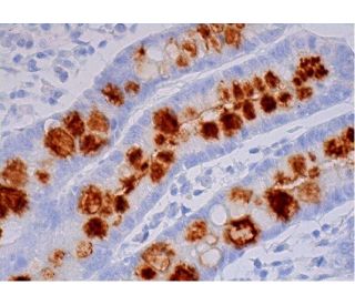 Blood Group Lewis x Antibody (P12) - Immunohistochemistry - Image 293445 