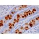 Blood Group Lewis x Antibody (P12) - Immunohistochemistry - Image 293445 