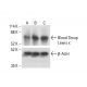 Blood Group Lewis x Antibody (P12) - Western Blotting - Image 412118