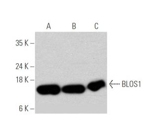 BLOS1 Antibody (E-4) - Western Blotting - Image 349285 