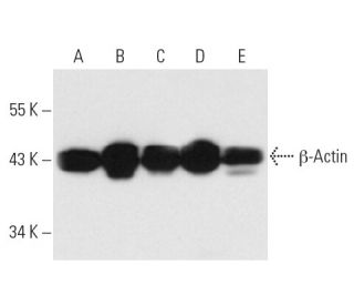beta Actin Antibody (C4) - Western Blotting - Image 12647 