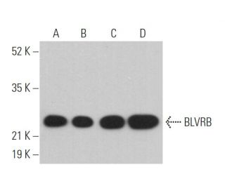 BLVRB Antibody (B-9) - Western Blotting - Image 361966 