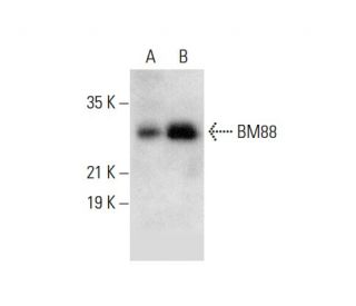 BM88 Antibody (G-7) - Western Blotting - Image 304521