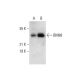 BM88 Antibody (G-7) - Western Blotting - Image 304521