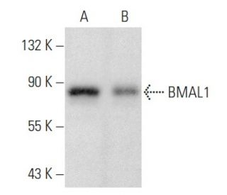 BMAL1 Antibody (B-1) - Western Blotting - Image 354915