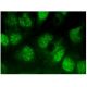 BMAL2 Antibody (C-7) - Immunofluorescence - Image 293934 