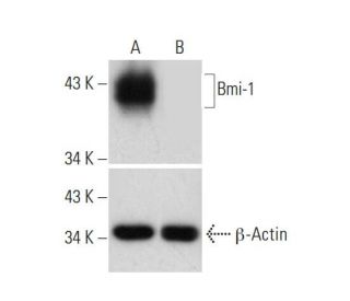 Bmi-1 HDR Plasmid (h): sc-417606-HDR. Western blot analysis of Bmi-1... 