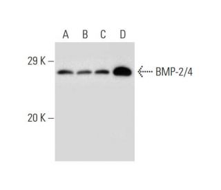 BMP-2/4 Antibody (H-1) - Western Blotting - Image 138291 