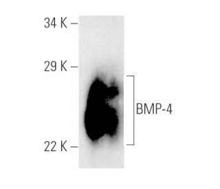 BMP-4 Antibody (3H2.3) - Western Blotting - Image 2498 