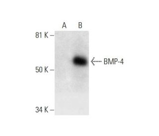 BMP-4 Antibody (D-6) - Western Blotting - Image 294592