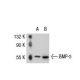 BMP-5 Antibody (L-16) - Western Blotting - Image 30956