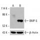 BMP-5 Antibody (MM0117-9G27) - Western Blotting - Image 416465 