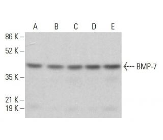 BMP-7 Antibody (6E5D12) - Western Blotting - Image 380350 