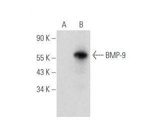 BMP-9 Antibody (E-2) - Western Blotting - Image 344617