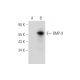 BMP-9 Antibody (E-2) - Western Blotting - Image 344617