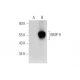 BMP-9 Antibody (H-3) - Western Blotting - Image 316290