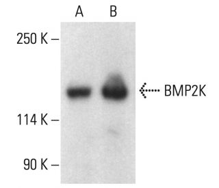 BMP2K Antibody (E-8) - Western Blotting - Image 401921