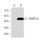 BMPR-IA Antibody (4B7B2) - Western Blotting - Image 358288 