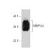 BMPR-IA Antibody (C-7) - Western Blotting - Image 389110 
