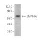 BMPR-IA Antibody (C-7) - Western Blotting - Image 390036