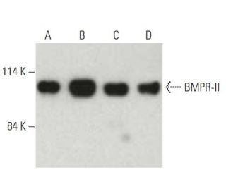 BMPR-II Antibody (E-1) - Western Blotting - Image 396525